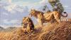 Dimensions 03866, Африканские львы (African Lions)