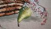 post-29339-1422601126_thumb.jpg