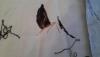 post-4746-1420366212_thumb.jpg