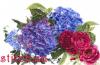 Thea Gouverneur 442, Hortensia and Rose