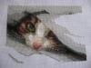 котейка1.jpg