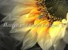 Sunflower_20Bee.jpg
