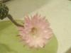 post-12644-1328620462_thumb.jpg