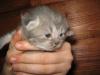 post-8713-1330330114_thumb.jpg
