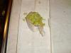 post-11485-1361974040_thumb.jpg