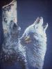 post-19027-1391457261_thumb.jpg