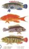 Thea Gouverneur 2044, Рыбы (Fish)