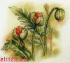Orchidea 8180, Маковые бутоны