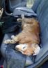 post-5207-1300189436_thumb.jpg