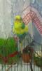 post-12548-1364151554_thumb.jpg