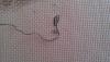 post-31563-1427284757_thumb.jpg