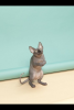 post-3472-1425676902_thumb.png