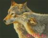 Dimensions 35283, Wolf Kiss