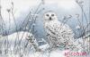 Dimensions 35221, Northwind Owl