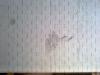 post-812-1333449136_thumb.jpg