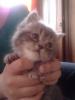 post-8713-1333272512_thumb.jpg