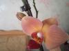 post-15666-1396424852_thumb.jpg