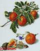 Thea Gouverneur 3061, Апельсины с ракушками