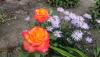 post-25408-1430033766_thumb.jpg
