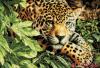 Dimensions 35300, Leopard in Repose