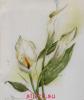 Lanarte 34788, Калла (Calla)
