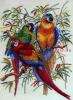 Eva Rosenstand 12292, Попугаи (Parrots)