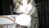post-2392-1338838295_thumb.jpg