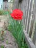 post-27505-1401641225_thumb.jpg