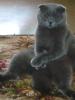 post-13595-1433349024_thumb.jpg