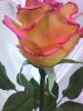 post-29339-1435163894_thumb.jpg