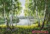 Luca-S B526, Native Birchesin the Light