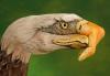 post-682-1248293189_thumb.jpg