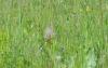 post-10362-1406022242_thumb.jpg