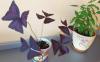post-25279-1406625758_thumb.jpg