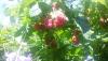 post-12044-1437107209_thumb.jpg