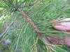 post-23279-1436853269_thumb.jpg