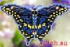 Mill Hill MH18-1103, Black Swallowtail