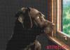 Dimensions 65104, Pondering Pup