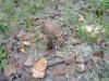 post-10129-1410176332_thumb.jpg