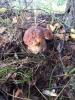 post-23555-1410243402_thumb.jpg