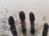 post-34512-1441255407_thumb.jpg