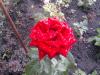 post-10586-1318142182_thumb.jpg