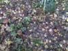 post-20830-1381420081_thumb.jpg