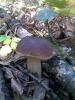 post-20830-1381420275_thumb.jpg