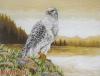 Anchor 01036, Сокол (Gyre Falcon)