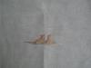 post-21702-1413096111_thumb.jpg