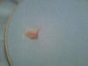 post-24955-1413746323_thumb.jpg