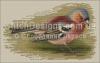 post-14792-1445513439_thumb.jpg