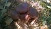 post-17855-1445022222_thumb.jpg