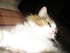 post-23279-1446232342_thumb.jpg